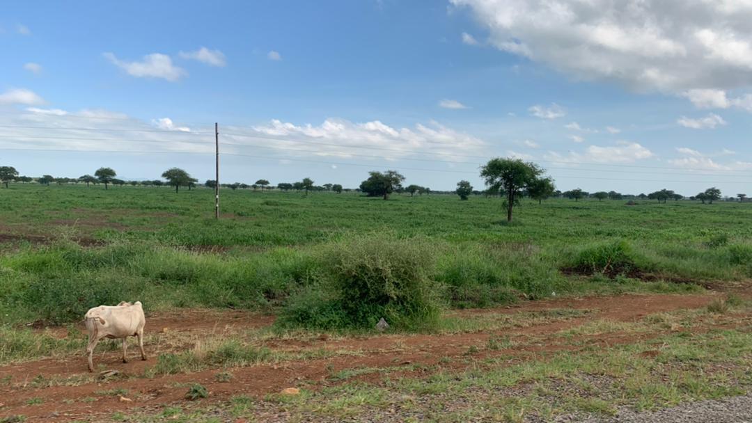Asiyo_Rutoman (@asiyo_lazarus) on Twitter photo Pastor <a href="/RobertKayanja/">Robert Kayanja</a> farm in Karamoja. What do you see?
<a href="/ntvuganda/">NTV UGANDA</a> <a href="/Charles_donalds/">Charles Donaldson Ogira🗣️</a> <a href="/DailyMonitor/">Daily Monitor</a> <a href="/nbstv/">NBS Television</a> <a href="/Phanerookampala/">Phaneroo</a> Pastor <a href="/RobertKayanja/">Robert Kayanja</a> farm in Karamoja. What do you see?
<a href="/ntvuganda/">NTV UGANDA</a> <a href="/Charles_donalds/">Charles Donaldson Ogira🗣️</a> <a href="/DailyMonitor/">Daily Monitor</a> <a href="/nbstv/">NBS Television</a> <a href="/Phanerookampala/">Phaneroo</a>