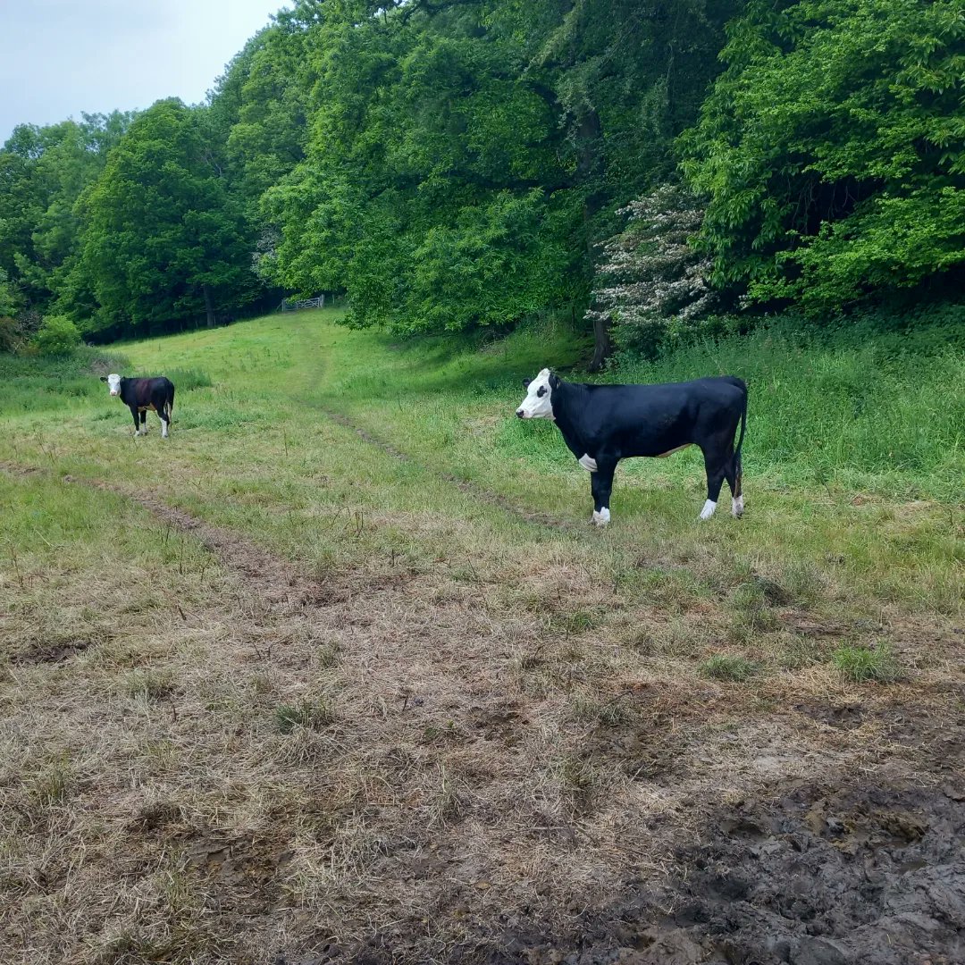 lazyperfection's tweet photo. Morning run in the countryside #30dayswild #springflowers #cows #rurallife #nature #outdoors #wiltshire #longleat #cranbornechase #lovewhereyoulive #running #exercise #wiltshirerunner #countrylane #countryside #countryrun @30DaysWild @WildlifeTrusts @Longleat https://t.co/AOqfTUftSZ