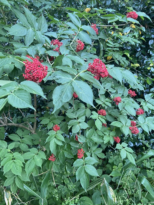 木の実や、花。 構図の見本にスマホで写真を撮りまくります。 田中一村の絵画が脳裏に浮かびます