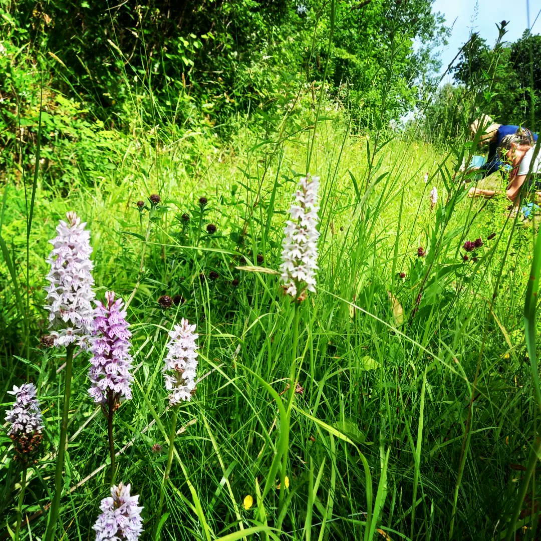 Teachers! Come and join us in @eckilkenny this July for our new summer course!☀️☀️☀️ Nurturing #wellbeing through #nature
eckilkenny.ie/coursebooking-… #edchatie #Kilkenny #summercourse #cpd #primaryteaching #primaryteacher #primaryschool #outdoorlearning #schoolgarden #biodiversity