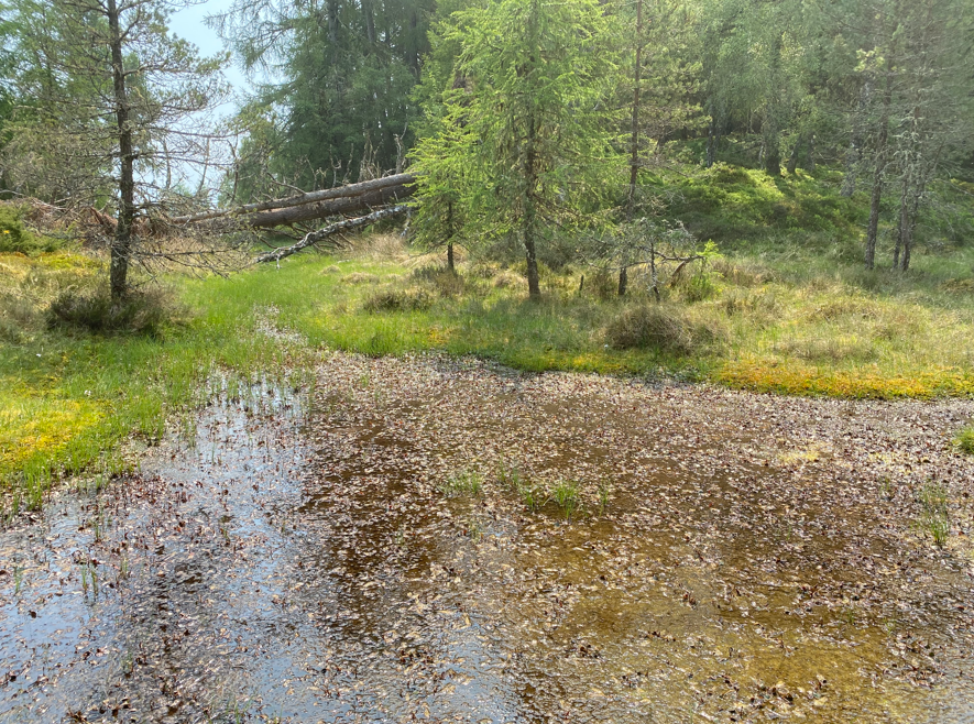 ScotlandBds's tweet photo. We are very pleased to be working with @highlandsrewild at #Buloit to help their rare #dragonflies - they have 14 species!!! We visited on a beautiful day last week where we met staff &amp; #volunteers &amp; visited Odonata habitat which is drying out. #ClimateEmergency #Rewilding #Peat https://t.co/967tZcSqGl