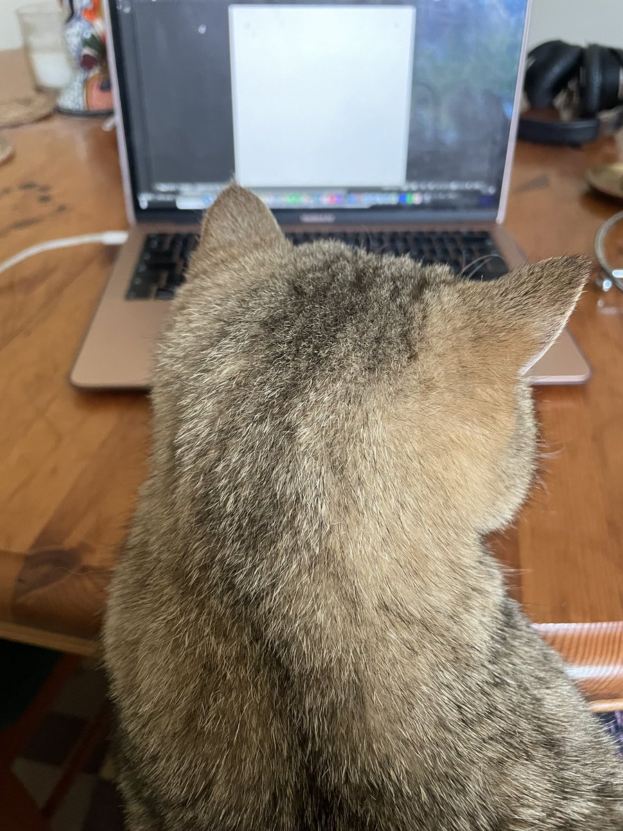 sofiaoconnor's tweet image. Todays writing partner… #academia
