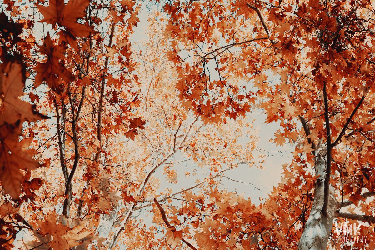 🍂AUTUMNAL🍂

📍 Berrigan, New South Wales
📸 Canon 750D

[#Day1 of @GemmaPranita’s #PeanutPhotoChallenge]
#autumnal #autumn #autumncolours #autumntime #fallcolours #autumnleaves #autumnvibes #Gundagai #VisitGundagai #VisitNSW #naturephotography #VMKPhotography #photography