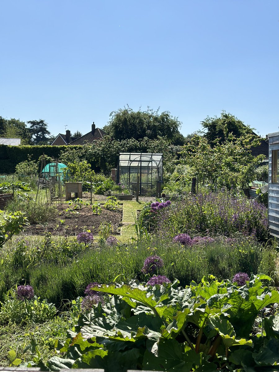 The allotment looks beautiful in the sun but it desperately NEEDS some rain ☔️ #allotment #GardenersWorld