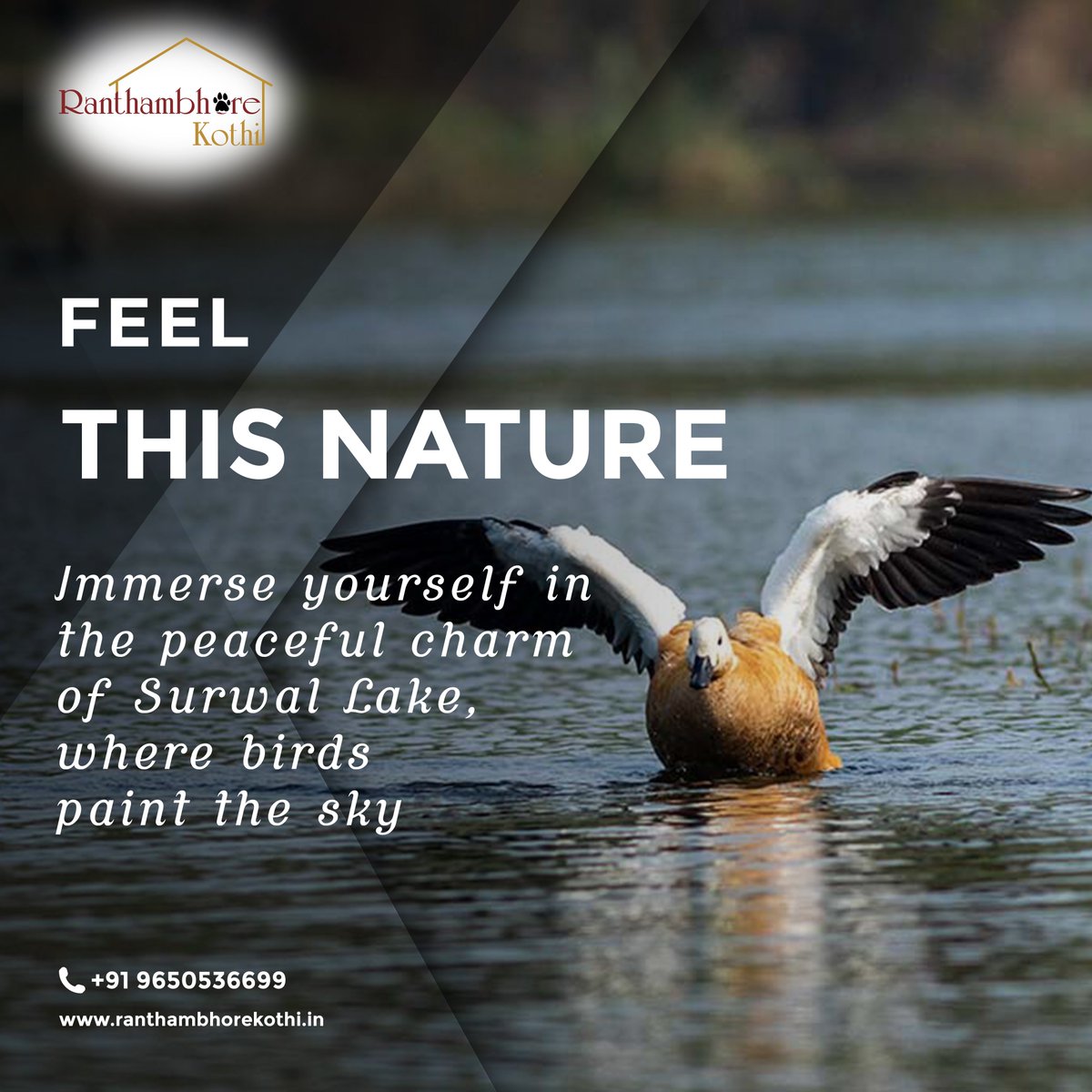 #RanthambhoreKothi #SurwalLake #BirdsOfRanthambore #NatureImmersion #TranquilCharm #BirdwatchingParadise #SereneSpectacle #NaturePaintsTheSky #PeacefulEscape #BirdsInFlight