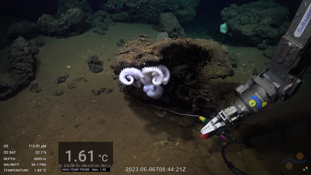 sphericum tweet media