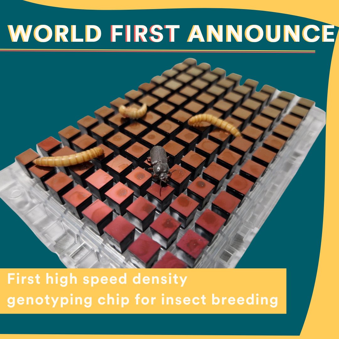 World first announce : We are thrilled to reveal the first high speed density genotyping chip for insect breeding.

#Innovation #ImpactEnvironnemental #Ynsect #Engagement #CircularEconomy #TenebrioMolitor #Chip #WorldFirstAnnounce #InternationalResearch #Genetic