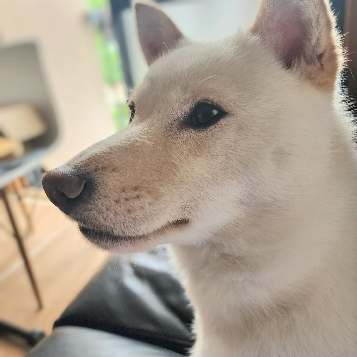 しまじい(82)@カロンズベカラズ on Twitter