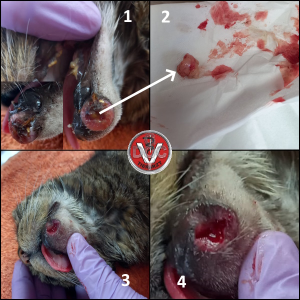 RT <a href="/docgoy/">Dr. Reinhard Goy</a>   2 Fallberichte zur Homöopathie bei einem Tumor und Allergiebehandlung mit Bioresonanz: hund-katze-heimtier-kleintier.de/homoeopathisch…  🐕🐈