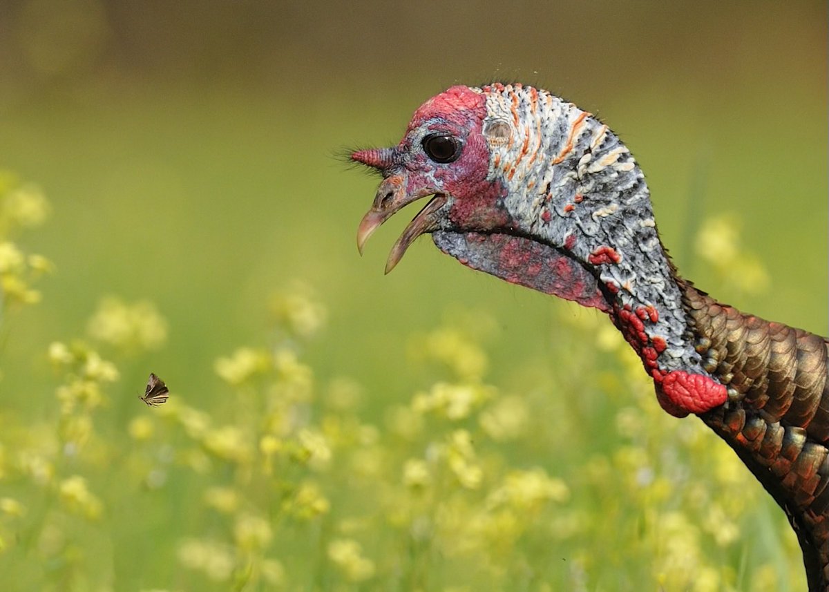 Turkeys rely on insects in summer to support feather replacement, both adults and poults. Research has shown that they’ll eat >300 food items! And they’ll chase, jump, pry, and even flush whatever is on the menu ⁦@MossyOak⁩ ⁦@NWTF_official⁩