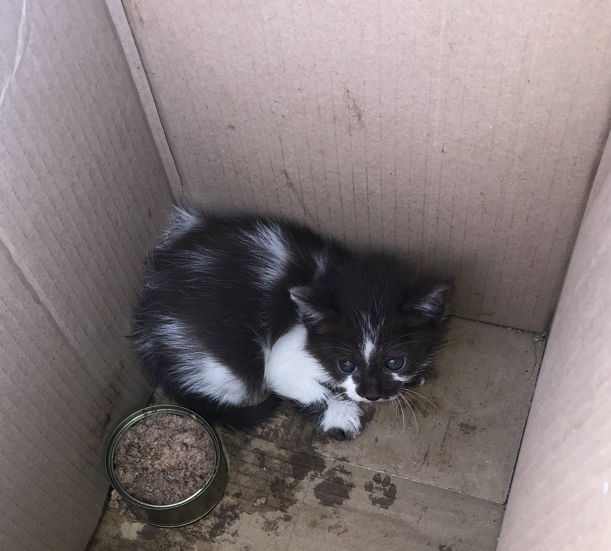kprich0s4's tweet photo. Se alguén quere unha gatiña🙏🏼🙏🏼 , deixáronlla a miña tía na casa e non pode quedar con ela porque xa ten moitos animais. Non sabemos quenes son os pais nin canto tempo ten, pero imaxino que menos de 2 meses. https://t.co/OwrKOAP7BB