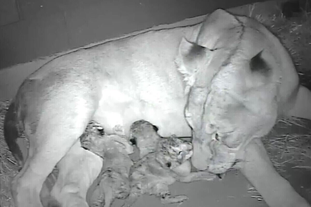 There’s some roar-some news at Werribee Open Range Zoo, with the birth of three healthy lion cubs. Keep an eye on Zoos Victoria’s website and social channels, zoo.org.au and @zoosvictoria, for updates on when the precious cubs will be on view to the public.
