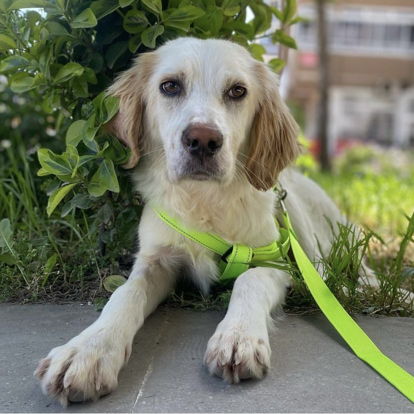 ❤️YUVALANDIRIYORUZ❤️
1,5 yaşında erkek. İç dış parazit ilaçları yapıldı. Kısır. Sakin uyumlu bir köpek. Bahçeli - bahçesiz yuva arıyoruz. 
İletişim : 05315099505