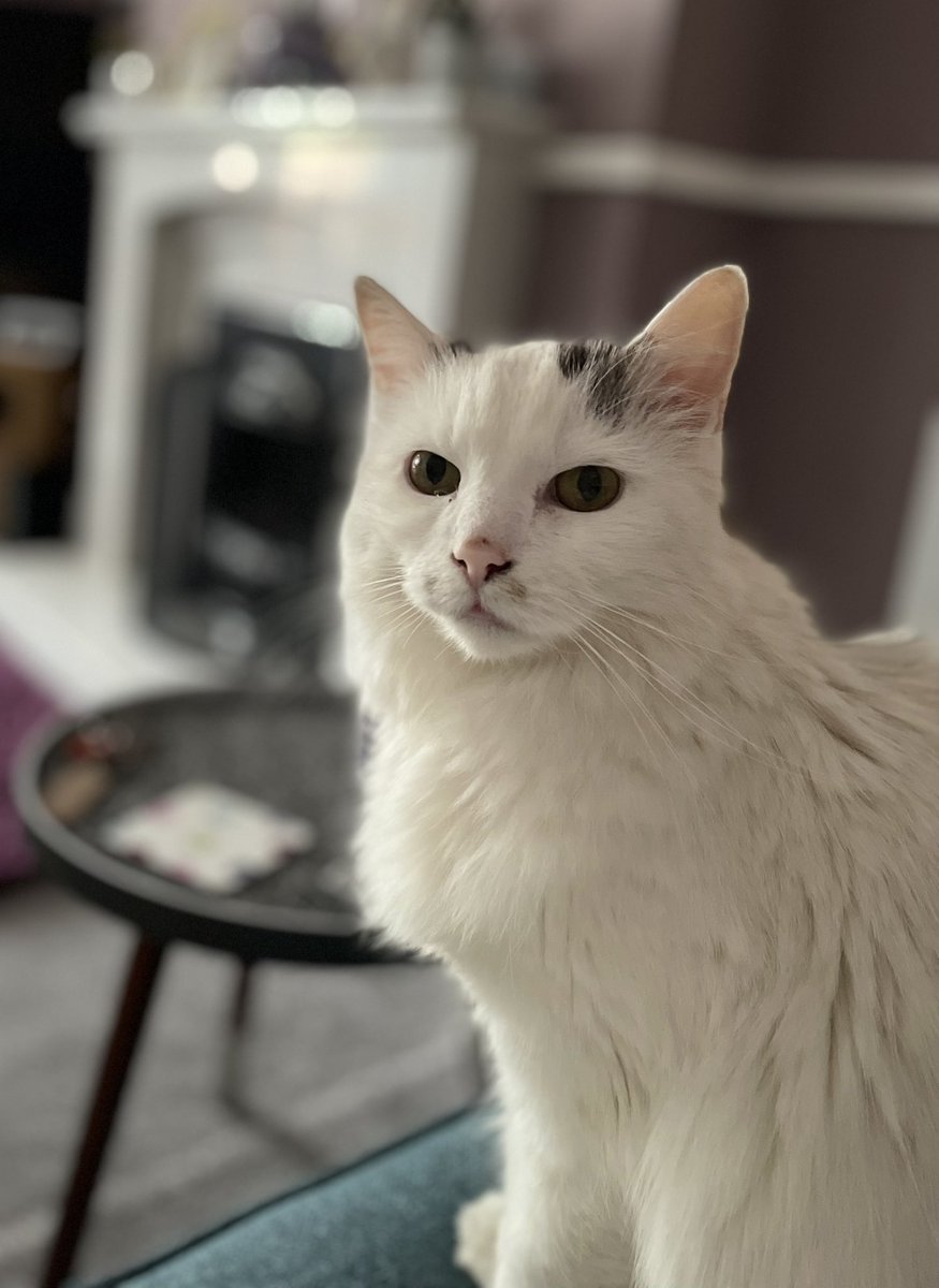 My beautiful Poppy 🥰 #CatsOfTwitter