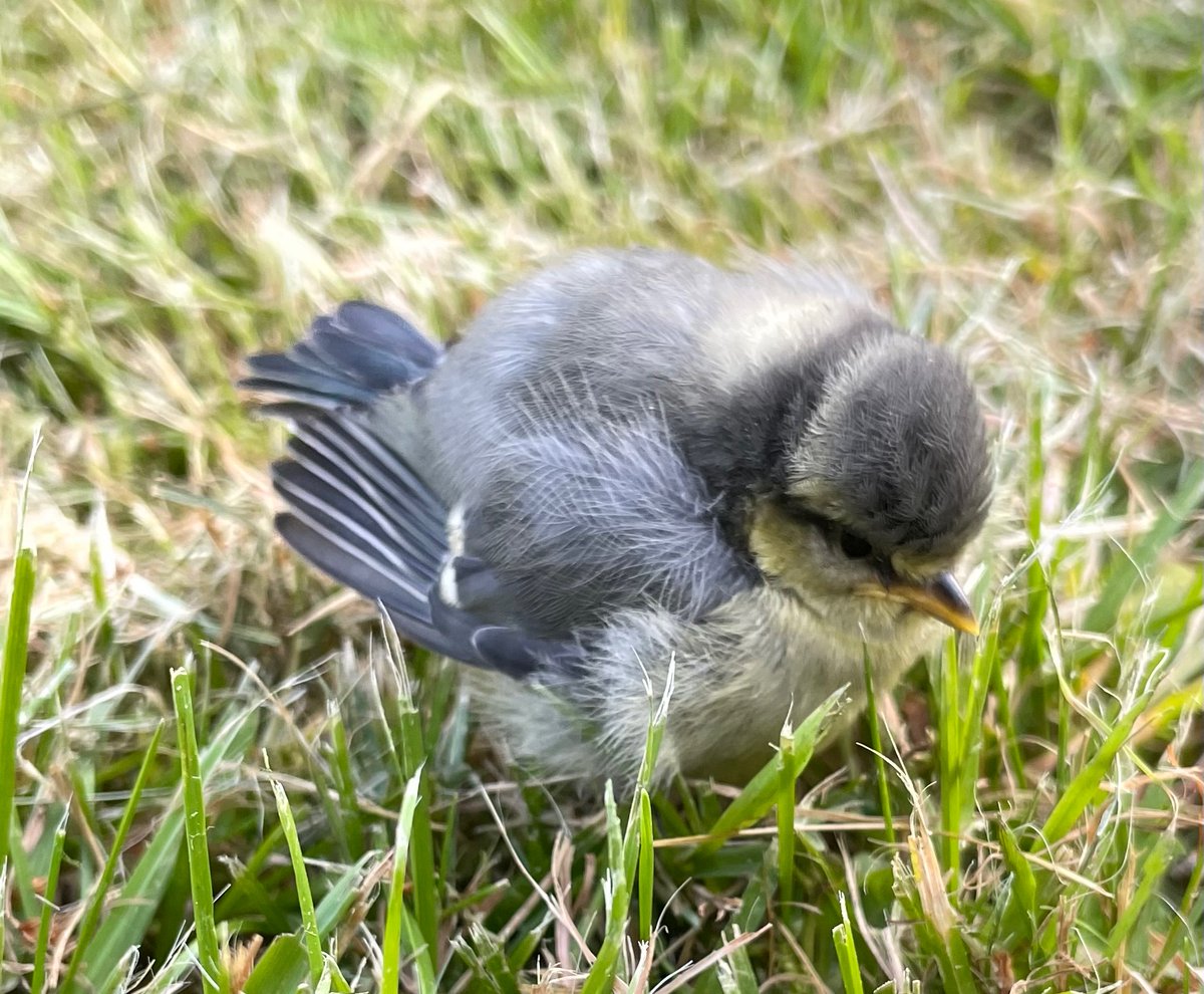 We watched this fluffy little fella making their first, slightly wobbly, flight, taking off from the village green in Stow, Lincs. Good luck on your journey xx <a href="/Lincsbirding/">Lincsbirding</a> <a href="/LincsNaturalist/">LNU</a>