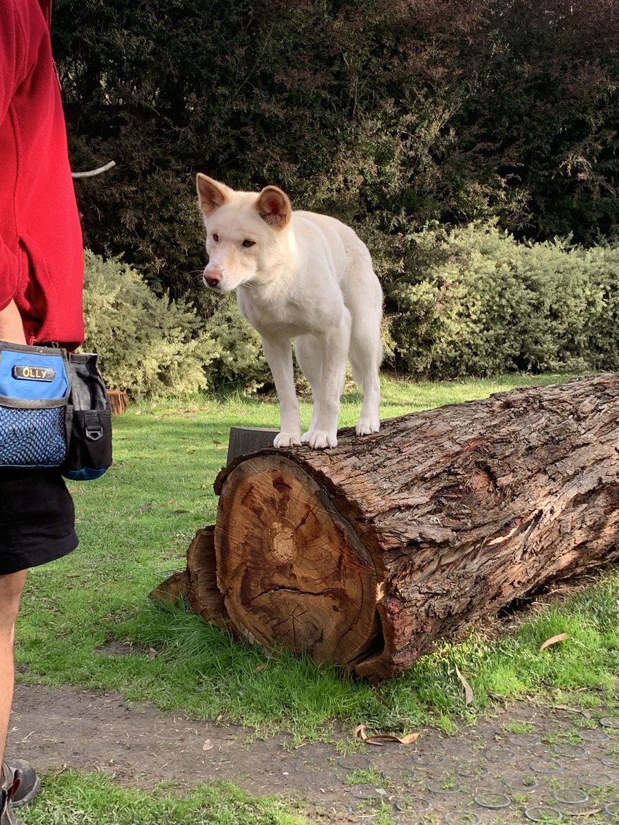 Gaymiee's tweet photo. I had my second day of wildlife placement today and met a couple of cuties https://t.co/Ewi76wy6Bh
