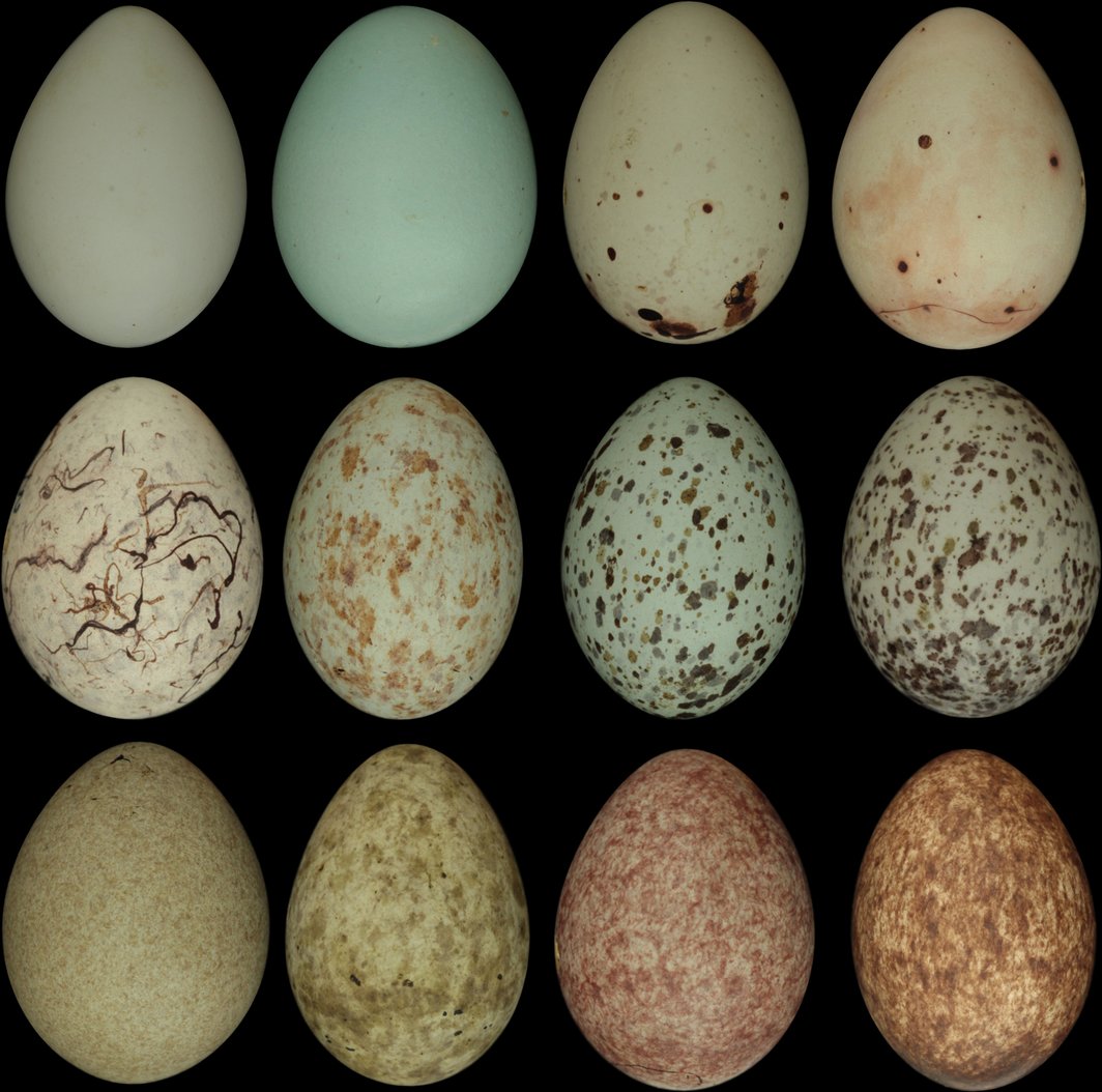 Steve Portugal tweet media