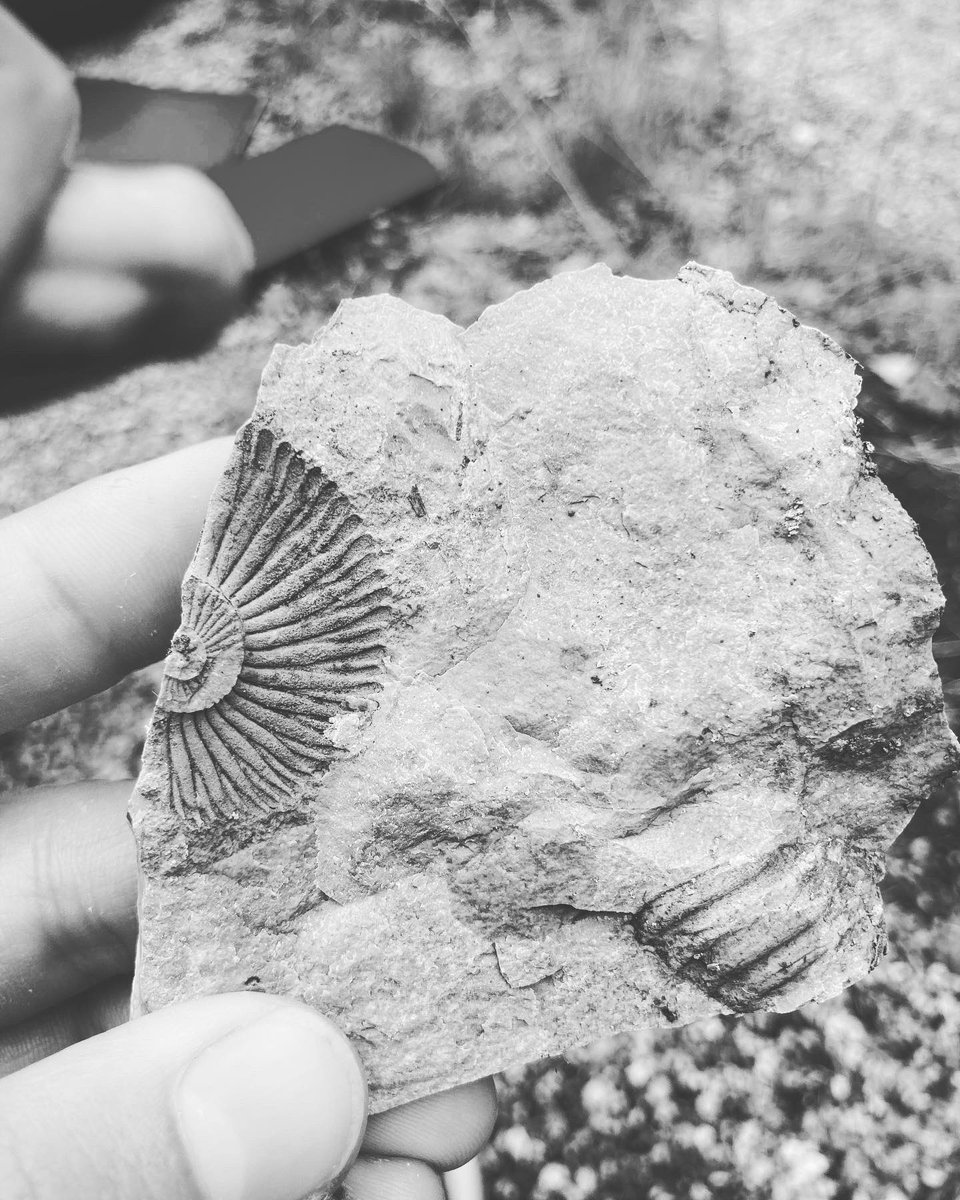 Daout16's tweet photo. Exciting 3 weeks of #cartography, #sedimentology and #tectonics in the @baronniesinfos with the @ensg_geologie school and colleagues from @CrpgNancy https://t.co/rSSYHDEIOc