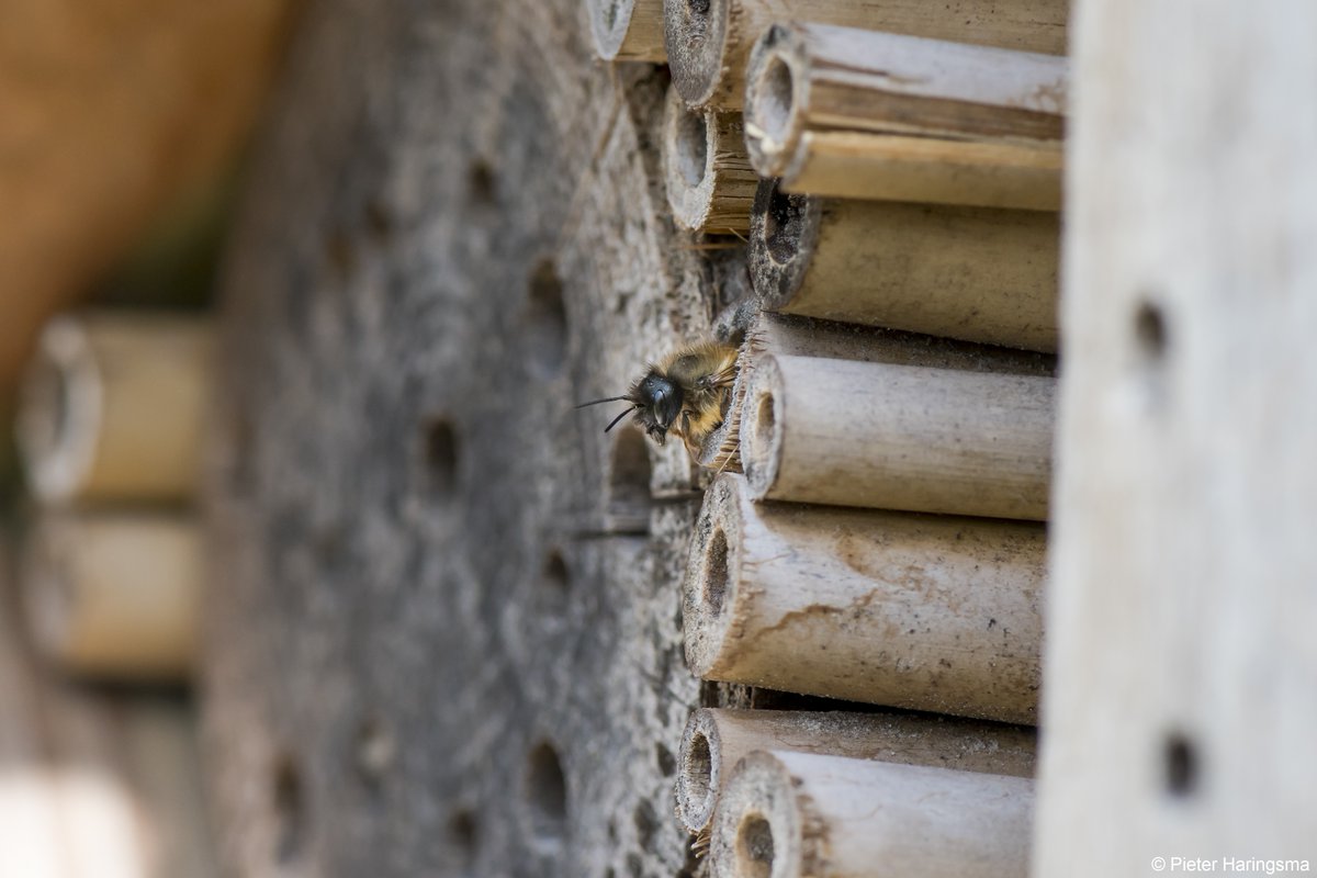Have you got a bee hotel open for guests, but not actually sure which bees are checking in? 🤷🏽‍♀️🏨 Bee hotels are used by solitary bees (not bumblebees)! 

There are over 240 species of solitary bee in the UK 🐝 

Find out how to set up a bee hotel here 👉 ow.ly/aLUm50NG5OK