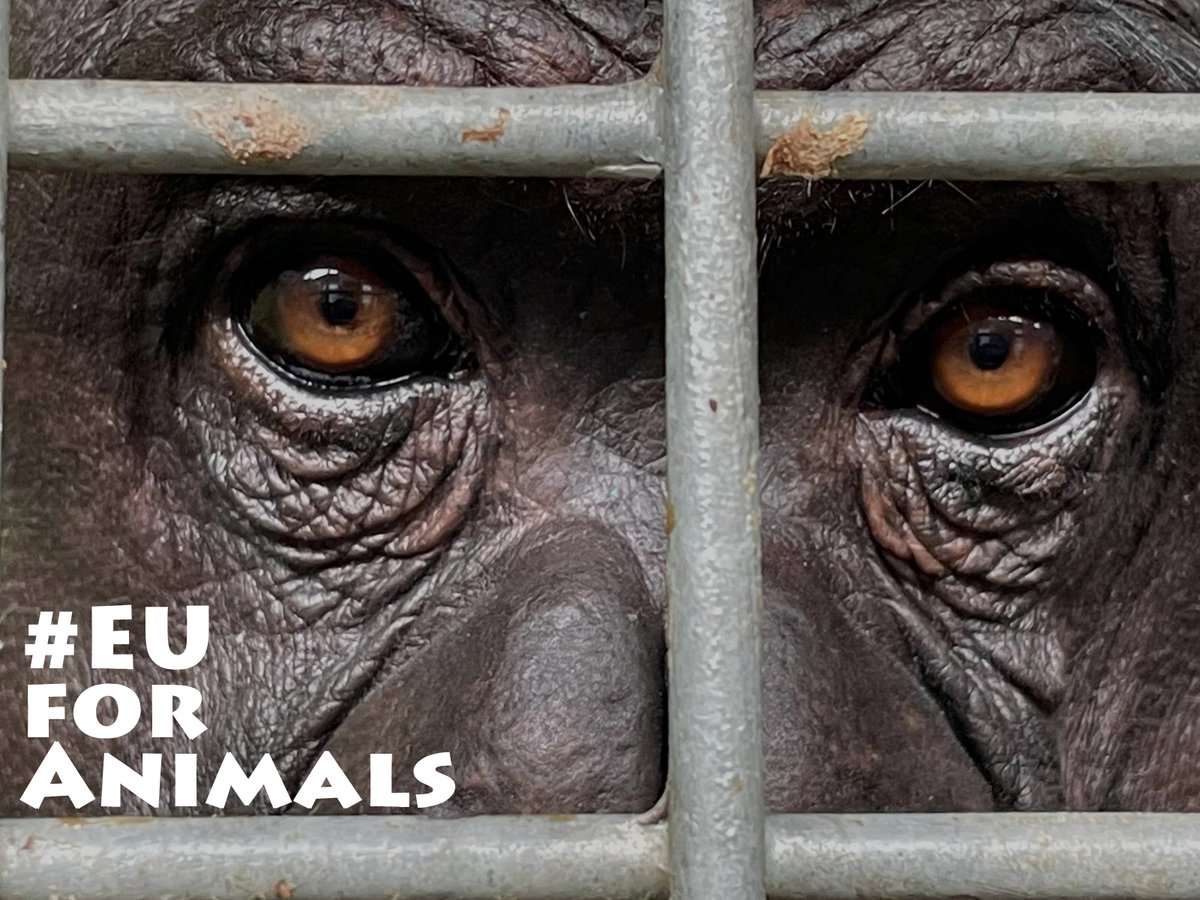 Stichting AAP tweet media