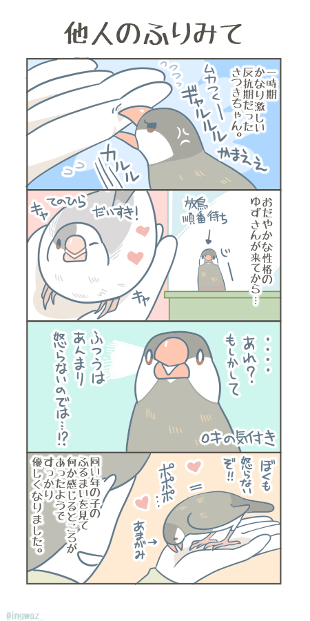 さつきちゃんの成長。  #Buncho #javasparrow #文鳥