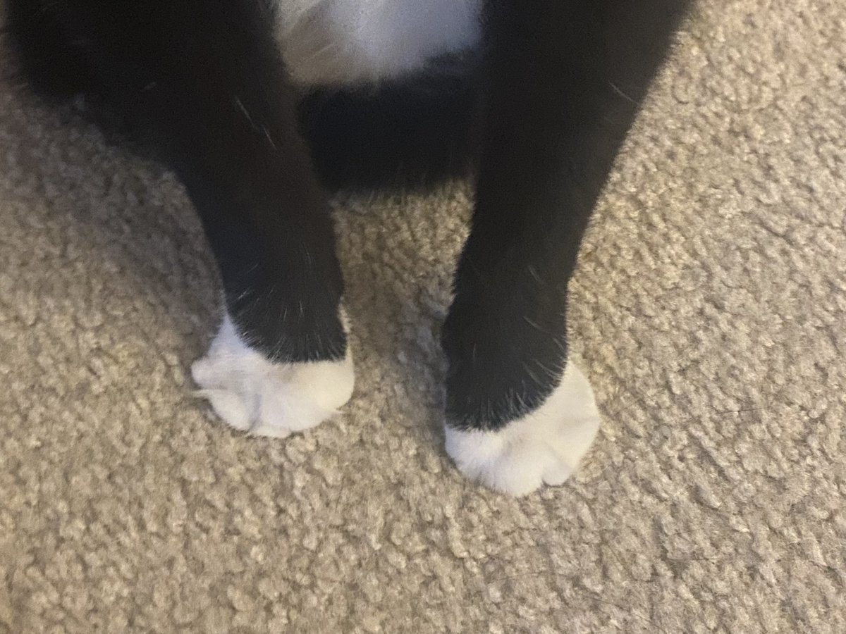 ericsims1964's tweet photo. Just some random pics of Domino. Clean tuxedo and his best socks https://t.co/nPKS6LqxOP
