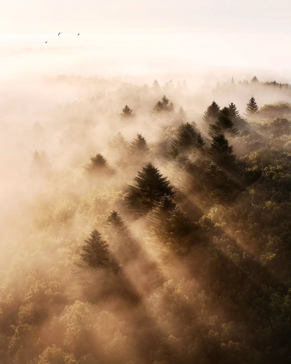 When the sun breaks through and showers the forest with light 🤩