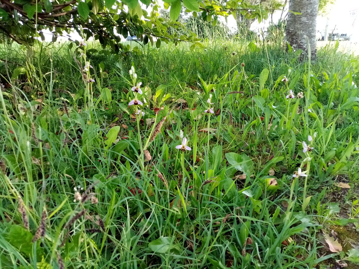 @FahertySheila @TheConorGraham @kavfiona1 @ECOparasites @ATU_GalwayCity An additional 32 examples of the Bee Orchid noted this morning in the same area of the @ATU_GalwayCity campus #biodiversity #wildflowers #pollinators
