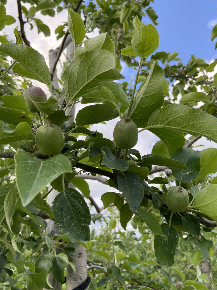 Apple_Sutou's tweet photo. 今年のシナノスイート🍎
なんか　やる気満々な感じが😁 https://t.co/NEFk4wZUHF