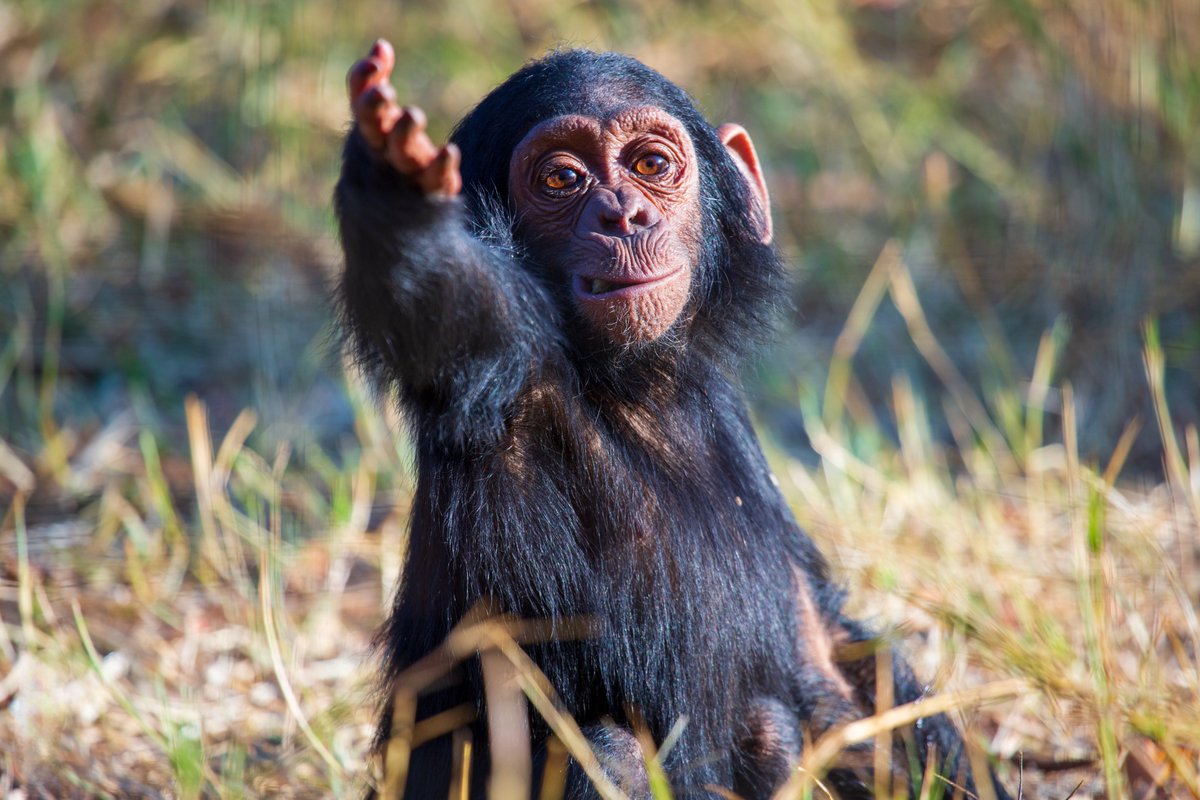 We have a new paper out on the development of multimodal communication in chimpanzees!

Out #openaccess in #AnimalBehaviour, led by the v talented @emma_doherty27 @DurhamPsych  

Here's the link tinyurl.com/42t2uwec
& thread of the key findings 🐵🧵⤵️ 0/10
Pic by @jakebrooker
