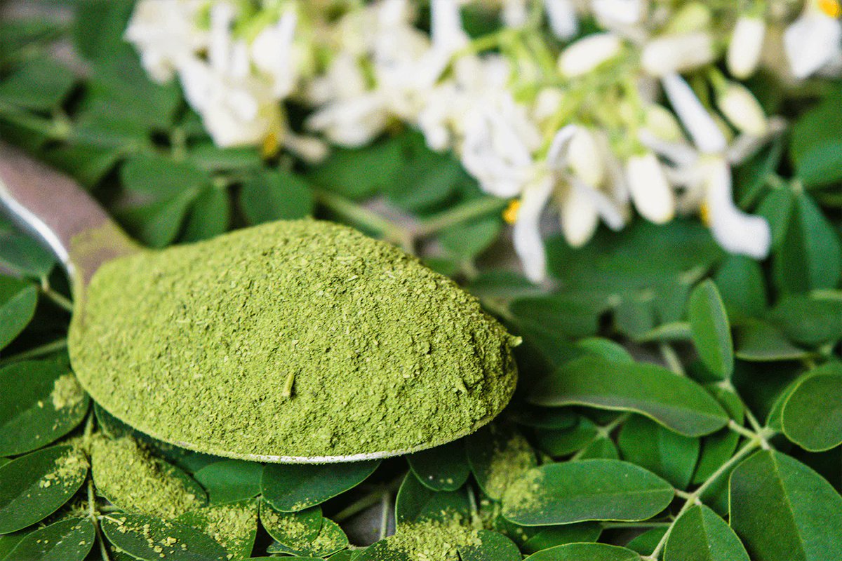 Moringa oleifera is a fast-growing very nutritious drought resistant plant. The nutrient-packed wonder tree! Bursting with vitamins, minerals, antioxidants, and protein, it's a true gift from Mother Nature. Share with us what you know about this plant.
Like and retweet!!