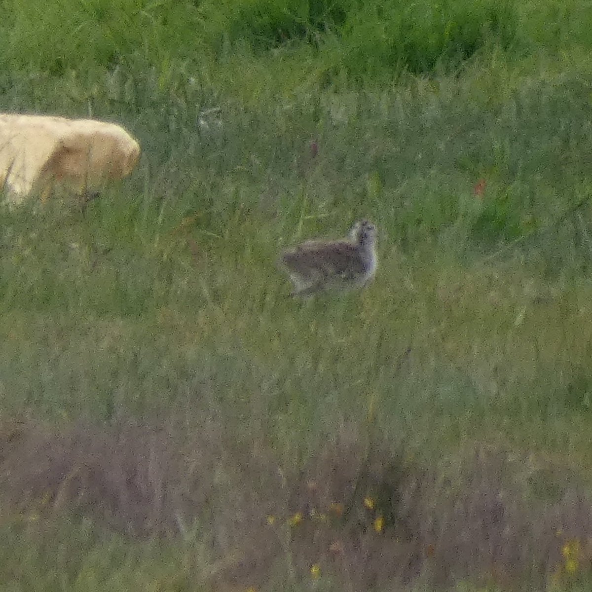 Here's some Redshank chicks we spotted on site last week
Redshank chicks can feed themselves as soon as they hatch and these 2 look well fed 🐥Their parents were alarm calling overhead so we kept a good distance and moved away to avoid disturbance
#birdwise #birding #kent #birds