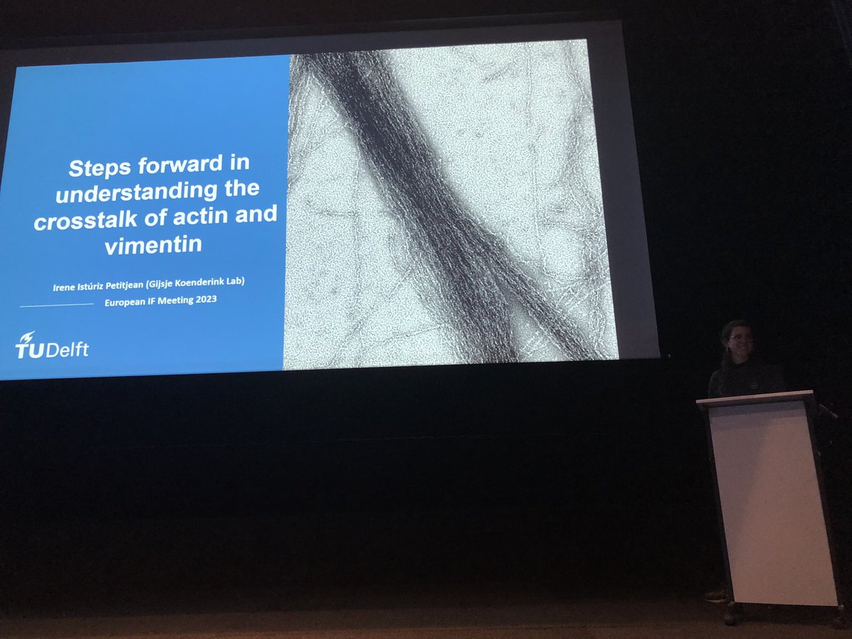 Gijsje Koenderink (@gijsjekoenderi1) on Twitter photo @EuroIF: Irene Isturiz-Petitjean from our lab at <a href="/tudelft/">TU Delft</a> presents her exciting new work in collaboration with @CecileLeduc in Paris showing how plectins enable mechanical synergy of #actin and #vimentin. @EuroIF: Irene Isturiz-Petitjean from our lab at <a href="/tudelft/">TU Delft</a> presents her exciting new work in collaboration with @CecileLeduc in Paris showing how plectins enable mechanical synergy of #actin and #vimentin.