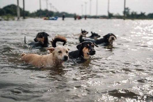 📢 ATTENTION! The Animal Aid Center team has embarked on a mission to evacuate animals affected by the Kherson region's devastating dam explosion and subsequent flooding.  

#EmergencyEvacuation #KhersonFloods #SupportAnimals #Ukraine #Kherson