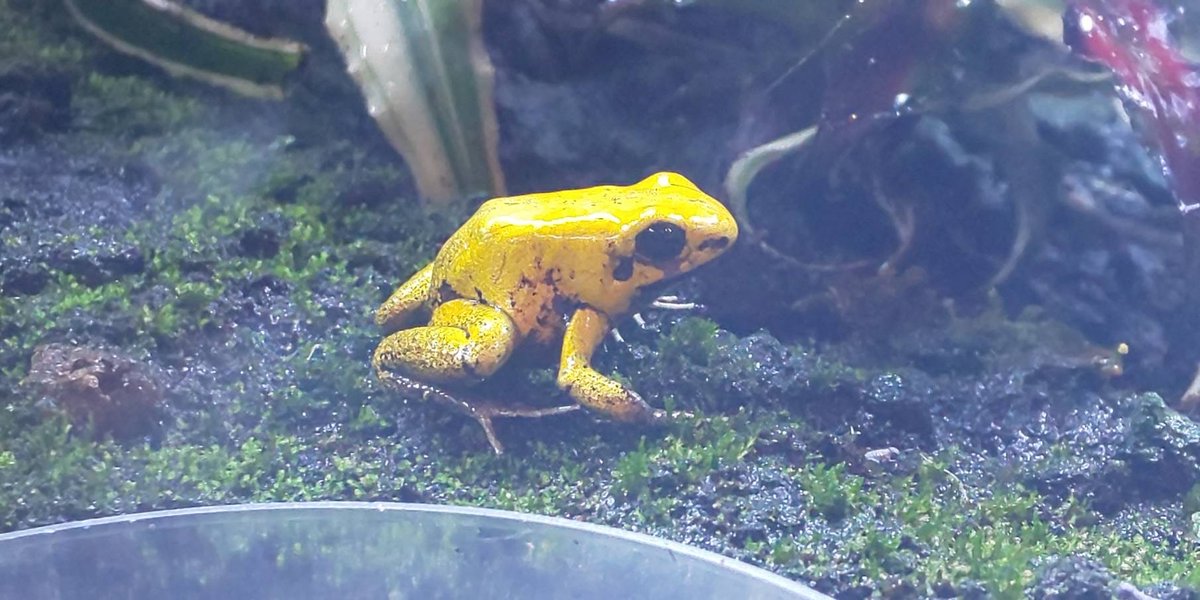 ケロケロの語呂合わせから本日6月6日は #カエルの日🐸ということで