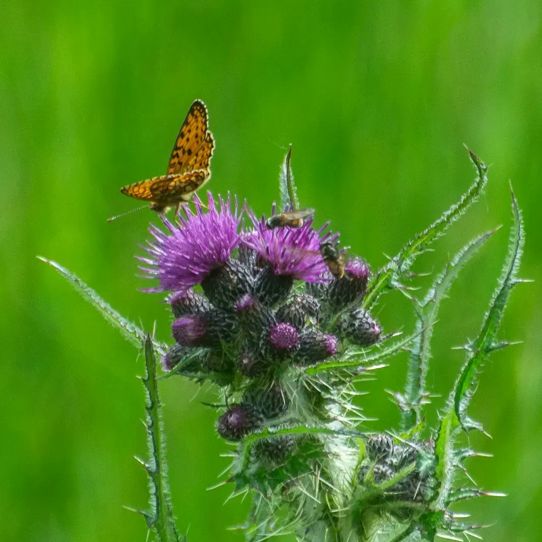 Borders Forest Trust Wildlife (@bftwildlife) on Twitter photo Emperor moths, green-veined whites, orange tips and fritillaries are all in flight across the Wild Heart #bftwildlife
<a href="/BuglifeScotland/">BuglifeScotland</a> are helping us improve pollinator habitat as part of #destinationtweeduk <a href="/tweed_forum/">Tweed Forum</a> funded by <a href="/HeritageFundUK/">The National Lottery Heritage Fund</a>
📷 @Tweedecology
📷 C Patience Emperor moths, green-veined whites, orange tips and fritillaries are all in flight across the Wild Heart #bftwildlife
<a href="/BuglifeScotland/">BuglifeScotland</a> are helping us improve pollinator habitat as part of #destinationtweeduk <a href="/tweed_forum/">Tweed Forum</a> funded by <a href="/HeritageFundUK/">The National Lottery Heritage Fund</a>
📷 @Tweedecology
📷 C Patience