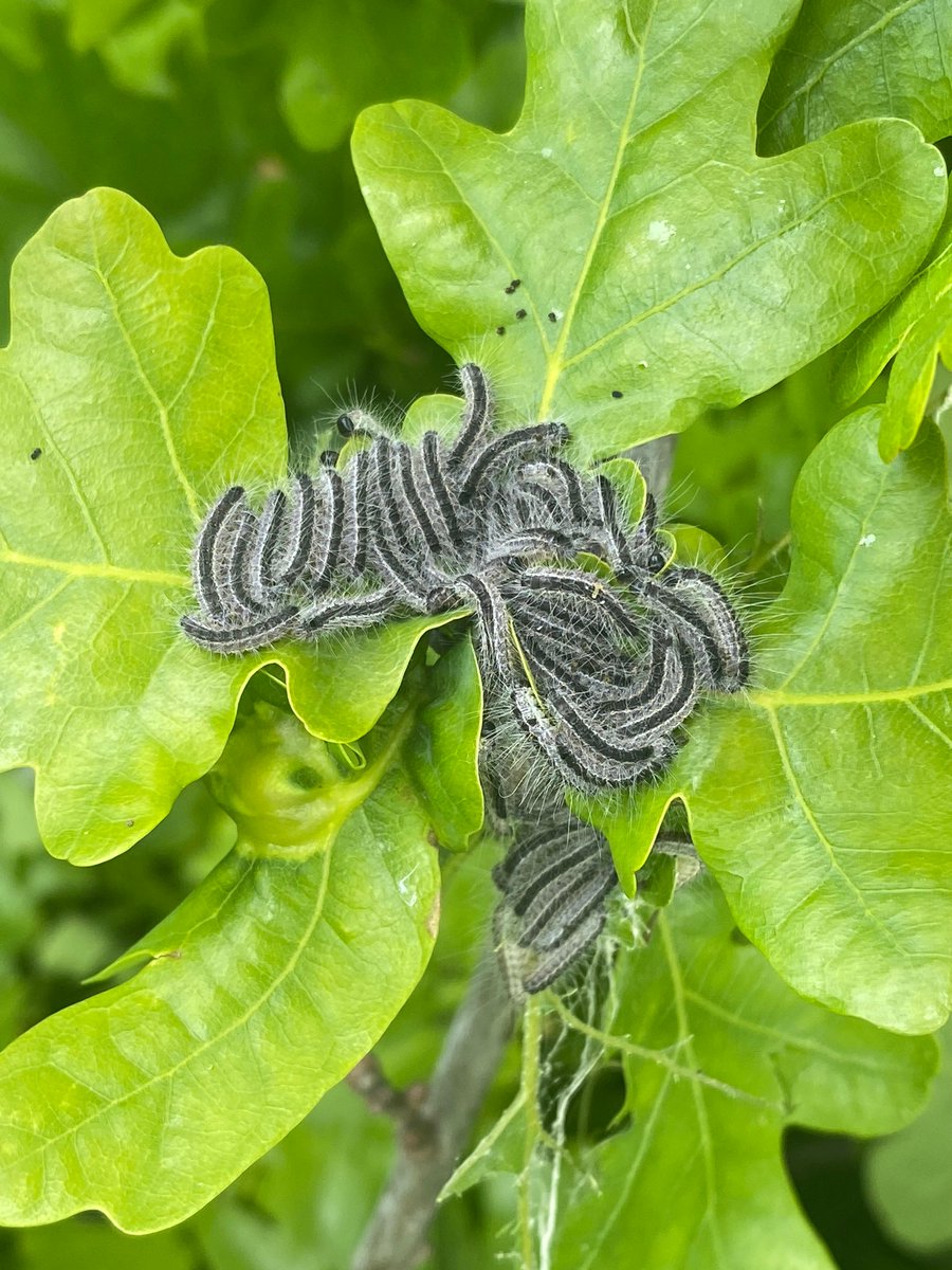 Please be aware of the Oak Processionary Moth caterpillars which are on the Heath's oak trees. The hairs on these caterpillars can cause allergies. You can find out more here:  cityoflondon.gov.uk/things-to-do/g…