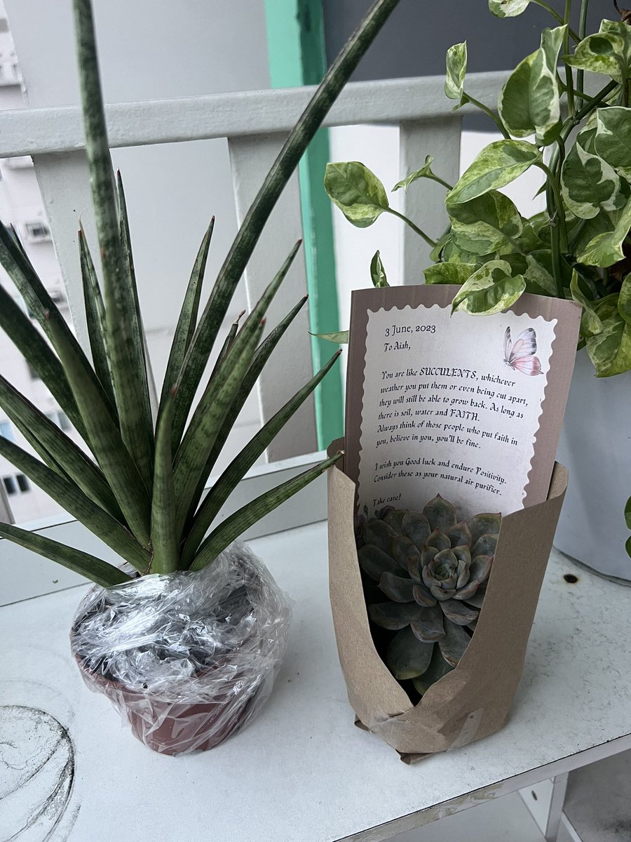 bini_aiah's tweet photo. Thank you so much to whoever gave me these plants! 🥰🫶 https://t.co/bfRxkAtSdh