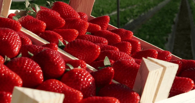juanBravoBaena's tweet photo. Ante los boicots y el desprestigio, nuestro mensaje de apoyo a todos los agricultores y al campo español. Cuidemos nuestro producto, una de nuestras señas de identidad en el mundo.

#YoComoFresasDeHuelva https://t.co/TKCD64sOQf