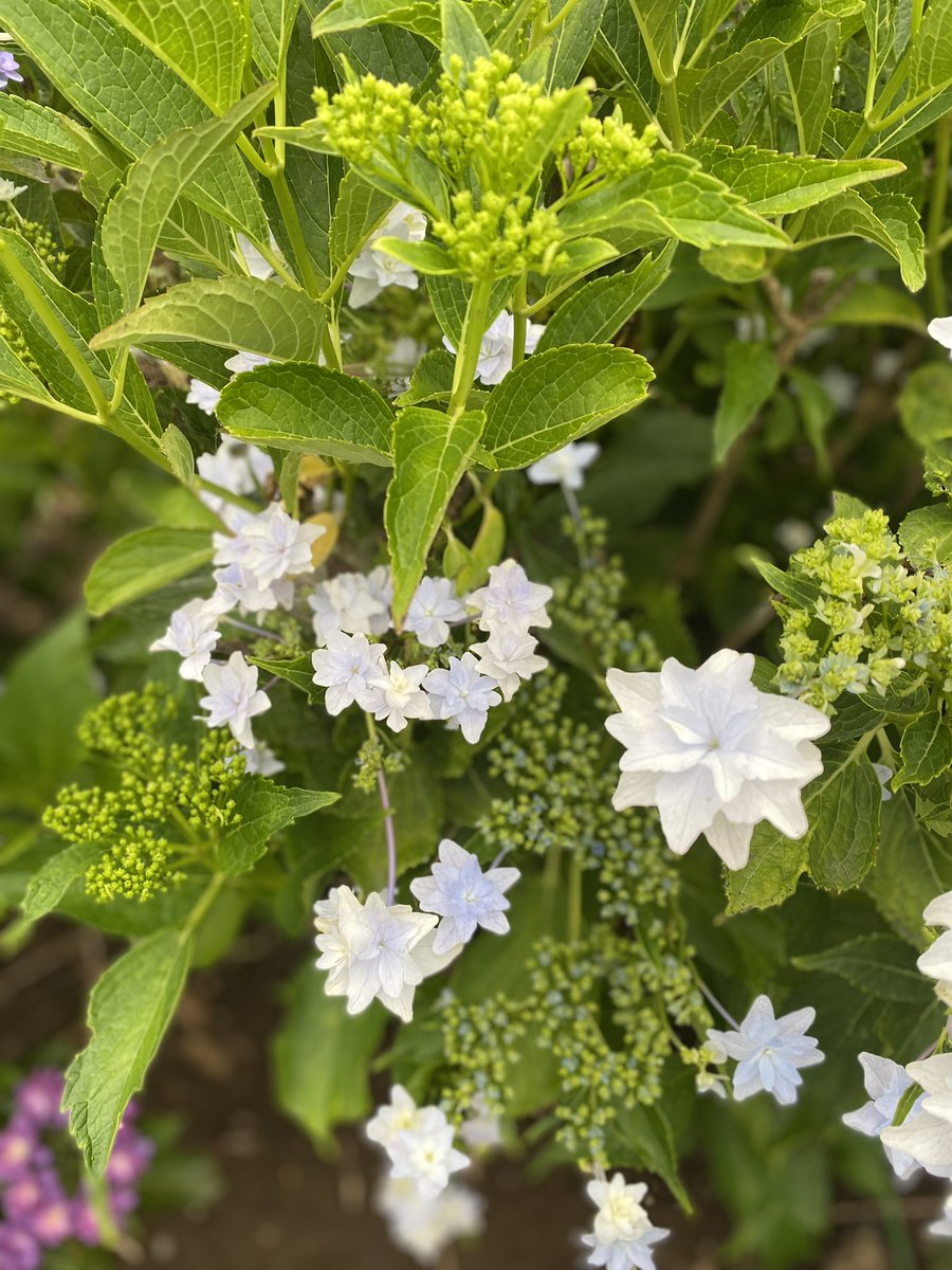 埼玉深谷市夕方花紫陽花