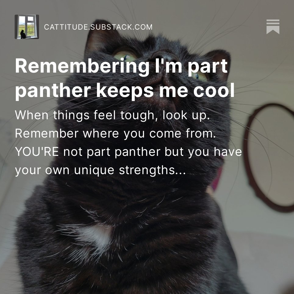 Today's meowsage from the MagnifiCat 

cattitude.substack.com/p/remembering-…