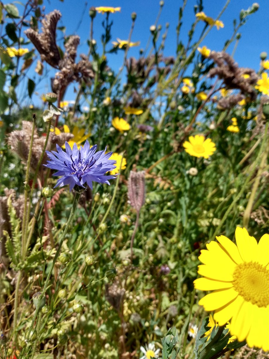 newworkjunction's tweet image. It's just another sunny Carlowfornian day for remote workers.