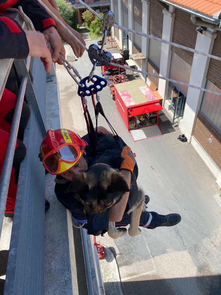 sdis_06's tweet photo. #complementarite ⛑️🐶
🚒 Avec les spécialistes sapeurs #pompiers USAR ⛏️ et ceux du cynotechnique 🐕 en entraînement au CIS #Nice Bon Voyage.
👉 Au programme : tyrolienne avec les binômes cyno et main courante afin de déterminer les besoins de chaque spécialité. https://t.co/3q3hI0IgLV