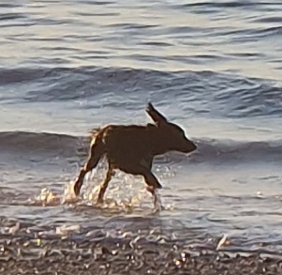 GinMutton's tweet image. Best Ever Therapy #beach #dogs #relax