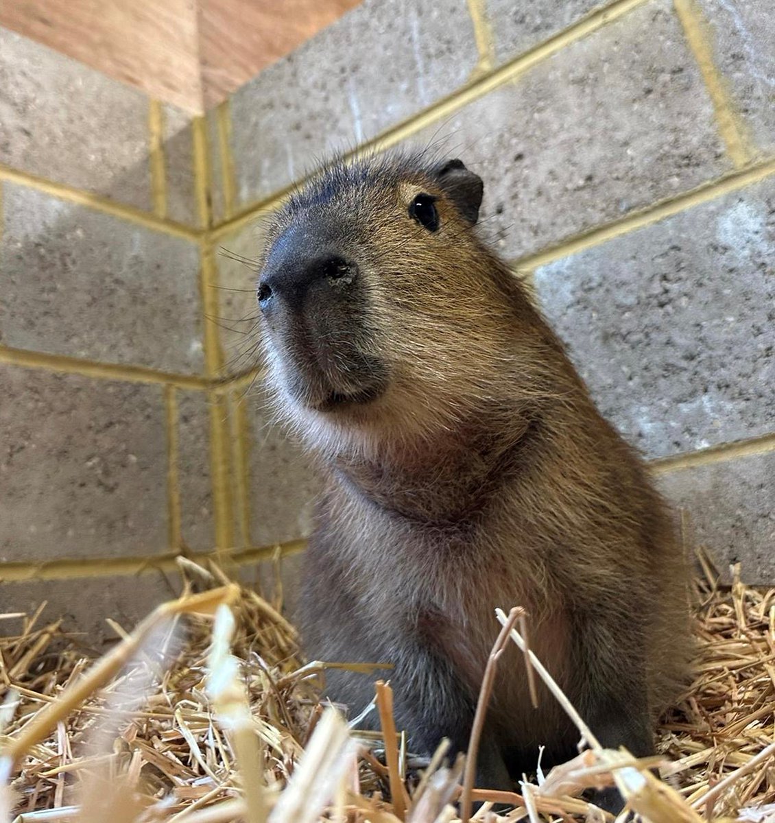 Capy smile 😌 📸: Keeper Charlie