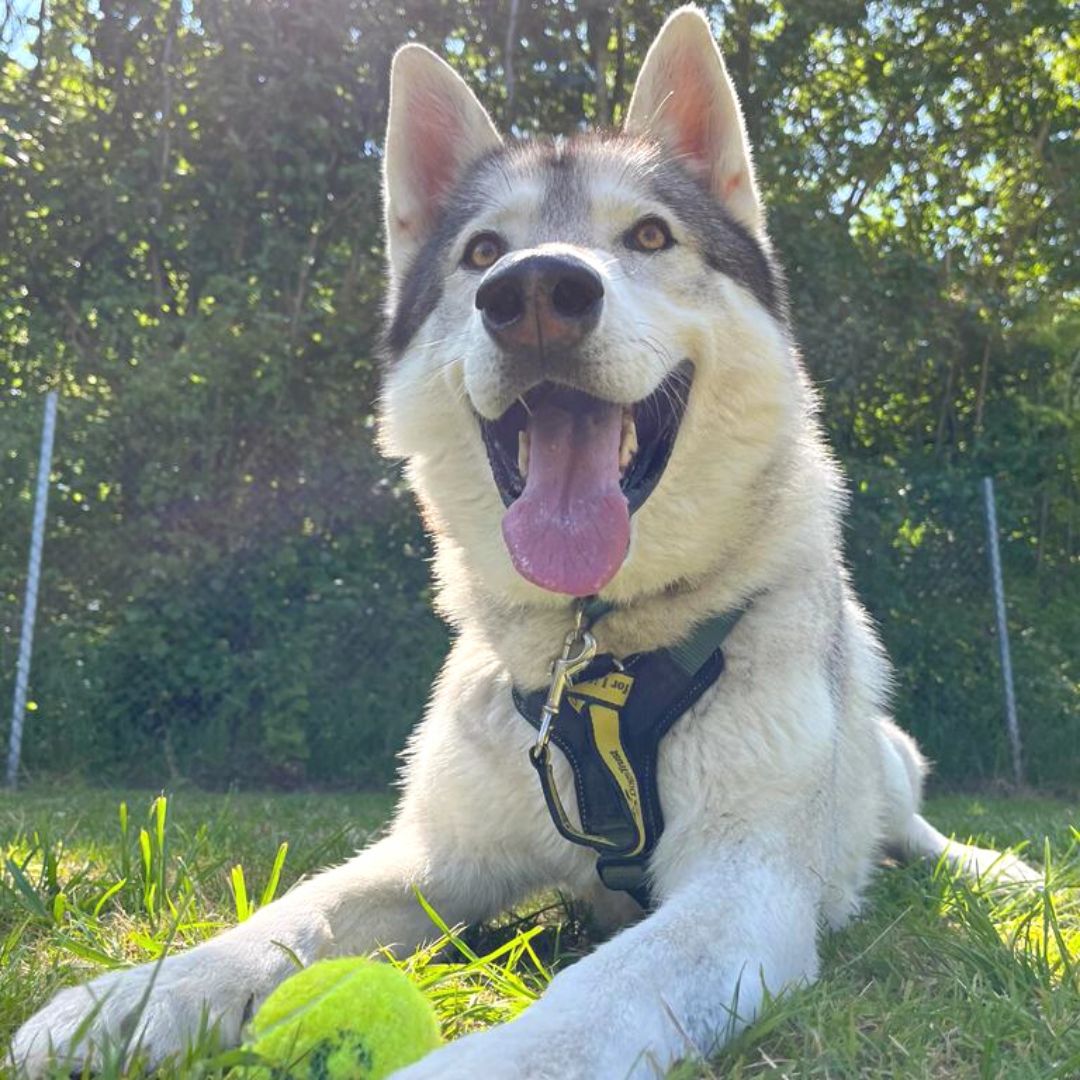 #TongueOutTuesday with Lucas

Doesn't he look super chuffed with his tennis ball?! 😜

#NorthernInuit #adoption #rehoming #rescue #ineedahome #ADogIsForLife #dogoftheday