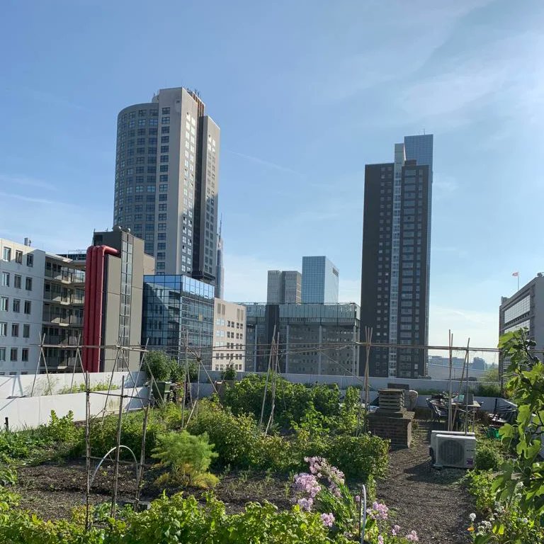 It's #Worldrooftopday #wgrd2023 today and we celebrate all The #greenroofs on top of the world! In #Rotterdam the #DakAkker #rooftopfarm 💚 .