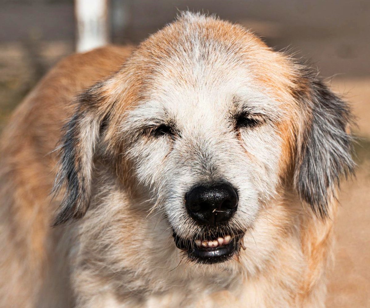 #MADRID
Ibas a ser el siguiente en pasar a la sala de los horrores, (sitio donde asesinan cuando ya nadie os quiere). Así te rescatamos.

Tienes una cicatriz que recuerda el desamparo que sufriste.
A pesar de todo eres un saquito de amor; cariñoso y agradecido. Te llevas bien con