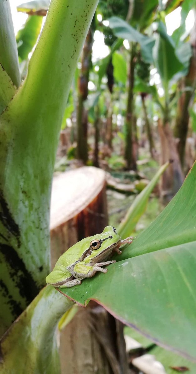 Arkadaşım kermite merhaba deyin🐸