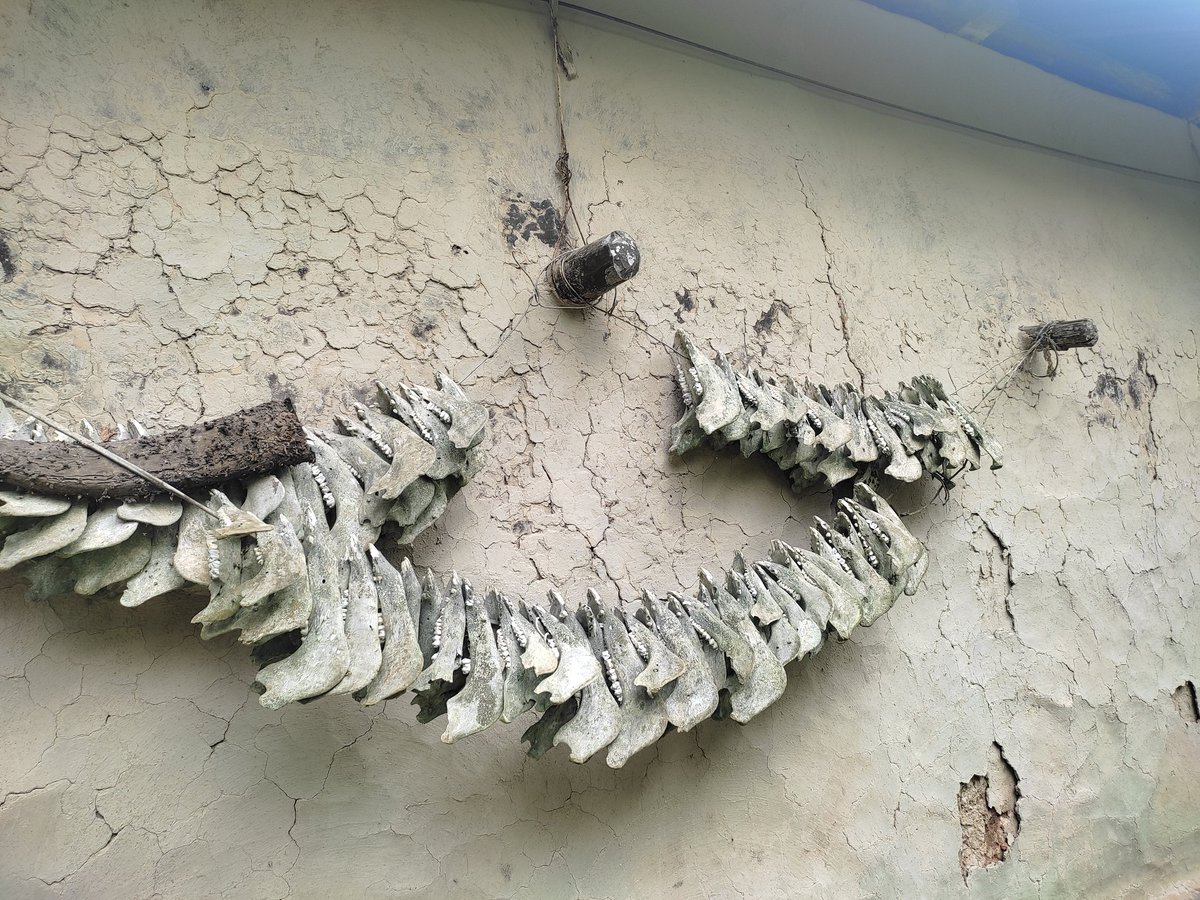 NafakProttoy's tweet photo. Garo people called it Wacheng (Wild boar's teeth).Amazing thing is that it's  one of the most ancient symbol of Songsarek Garo 's. Hanging it on the wall makes it a Sansarek house, protecting it from evil energy. https://t.co/my7V6jCeX4